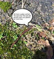 the smallest worm will turn, being trodden on